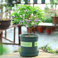 茉莉花盆栽重瓣花苗室內陽(yáng)臺觀(guān)花植物開(kāi)花卉 雙色茉莉6年苗分叉多【加侖盆】 含盆