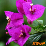 多色重瓣三角梅盆栽花苗耐寒老樁爬藤植物陽臺庭院室內(nèi)外好養(yǎng)花卉植物當(dāng)年開花三角梅樹苗 紫霞仙子 5年精品苗