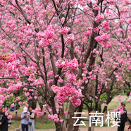 耀強(qiáng)正宗中國(guó)紅櫻花樹苗名貴苗木庭院風(fēng)景大樹云南日本櫻花苗地栽盆栽 粉色櫻花1-1.3米高 帶土發(fā)貨 其他