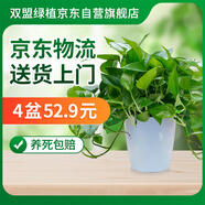 雙盟綠蘿盆栽除甲醛花卉綠植辦公新房凈化空氣180龍蛋光面4盆源頭直發(fā)