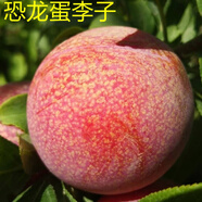 美國(guó)恐龍蛋李 紅心李子苗 血絲李子樹(shù)苗新品種李子樹(shù)南方北方種植 四年【結(jié)果苗】