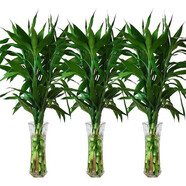 綠有意紫竹鴻運當(dāng)頭富貴竹大葉竹水培水養(yǎng)綠植花卉室內(nèi)客廳凈化空氣 70cm富貴竹【10棵】+營養(yǎng)液