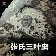 天然真張氏蟲三葉蟲菊石魚化石原石標(biāo)本寒武紀(jì)古生物動物飾品擺件 張氏蟲白膜占蟲體一半以上