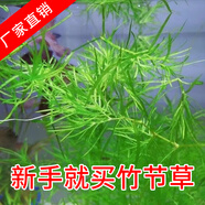 光彩年華印度小竹節竹節草水草植物魚(yú)缸水族箱造景綠菊蜈蚣草水榕活體真草 20多支竹節草帶瓷環(huán)