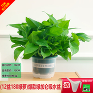綠有意綠蘿盆栽除甲醛室內(nèi)好養(yǎng)花卉植物綠蘿批發(fā)辦公室新房裝修凈化空氣 180綠加侖吸水綠蘿12盆+壺+30肥 帶盆帶土發(fā)貨
