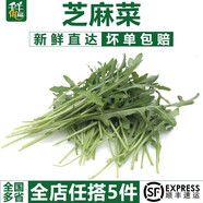 千牛優(yōu)福芝麻菜250g-500g 新鮮蔬菜沙拉食材 生菜 西餐 火箭菜 新鮮芝麻菜250g