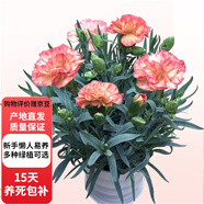 歐芽  康乃馨室內客廳觀(guān)賞型濃香型花卉鮮花盆栽 橙色康乃馨 【白螺紋】