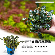 水榕類鮮活易養(yǎng)陰性草淡水魚缸新手小巴榕瓦利斯榕老幽靈辣椒榕 幽靈辣椒榕 - 小方杯