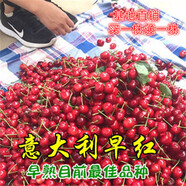 【 一件兩株裝雌雄結果多】車(chē)厘子樹(shù)苗庭院盆栽當年結果南方北方種植櫻桃樹(shù)早美大櫻桃苗嫁接苗果樹(shù)苗 早紅 4年苗 【1棵裝】