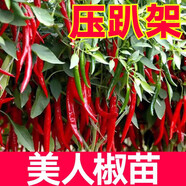 溥畔辣椒苗秧苗廣東美人椒大型樹(shù)苗上章樟港巷食用樹(shù)老樁 大型 樟樹(shù)港辣椒苗5顆