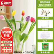 易囍藝 郁金香種球水培盆栽花卉土培室內(nèi)花綠植盆栽水養(yǎng)植物花卉進(jìn)口大 混色郁金香種球5球+玻璃瓶+石子+營養(yǎng)液