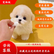 果粒之星純種灰泰迪泰迪幼犬小型犬貴賓犬寵物狗活體小狗 寵物級 香檳色