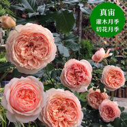 寶御安英國玫瑰絨球門(mén)廊大花濃香月季花苗四季開(kāi)花陽(yáng)臺庭院花鏡植物耐熱 真宙   6加侖大苗 不含盆