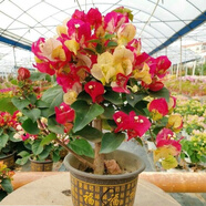 多色重瓣三角梅盆栽花苗耐寒老樁爬藤植物陽(yáng)臺庭院室內外好養花卉植物當年開(kāi)花三角梅樹(shù)苗 畫(huà)報 三年苗