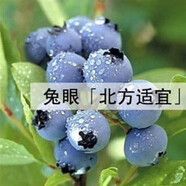 種花迷仟草集藍(lán)莓樹(shù)苗盆栽地栽藍(lán)梅樹(shù)當(dāng)年結(jié)果 奧尼爾藍(lán)莓 南方北方果樹(shù) 兔眼 3年苗