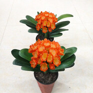 御春閣帶盆帶土6年大苗綠植盆栽 室內(nèi)花卉 君子蘭花 苗花卉盆景盆栽綠植 大將軍君子蘭8-10片帶盆帶土