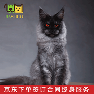 佳朔 純血統(tǒng)大體緬因貓活體幼貓寵物貓大型緬因庫恩貓溫順家養(yǎng)寵物貓 寵物級 【煙熏色緬因】