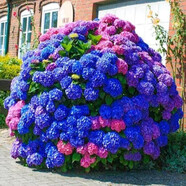 御春閣繡球花苗無(wú)盡夏四季開(kāi)花花盆栽庭院好養的花卉植物綠植鮮樹(shù)苗花卉 夢(mèng)幻水晶1棵2-4個(gè)分枝 