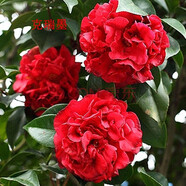 盆栽茶花苗 山茶花苗綠植花卉盆栽四季好養(yǎng)茶花樹(shù)苗盆栽耐寒花卉觀花植物室內(nèi)花卉綠植開(kāi)花不斷 不含盆 克瑞墨 3年苗