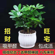大型室內客廳盆栽花卉八方來(lái)財鴨腳木綠植七葉蓮發(fā)財樹(shù)鴨掌木 八方來(lái)財（不帶盆