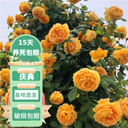 花友藤本月季花苗月季花樹(shù)苗盆栽特大花苗庭院爬藤植物陽(yáng)臺(tái)薔薇爬墻 黃金慶典【爬藤】大苗 1-1.3米高度多分叉