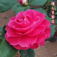 巨型情人節(jié)云南茶花盆栽帶花苞樹苗花卉大型嫁接四季重瓣名貴老樁四季茶花茶花室外花卉室內(nèi)花卉四季開花好養(yǎng) 2年20cm 單枝條  含盆