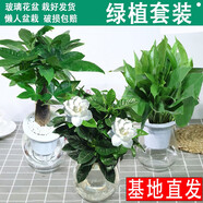 小冤家綠蘿盆栽室內花卉綠植綠籮水養(yǎng)花卉盆景桌面辦公客廳水培大葉綠色 發(fā)財+梔子+綠蘿（玻璃瓶）