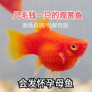 胎生魚 紅太陽魚 直接生小魚 紅瑪麗魚 紅皮球魚 紅劍魚       樸彩（PUCAI） 紅太陽2條(3cm)有快生的
