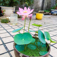播種心情碗蓮種子蓮花荷花種子魚缸池塘水培綠植花卉種籽已開口包發(fā)芽水草 開口碗蓮種子500g