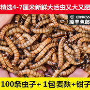非常寵（精選）大麥蟲(chóng)黃粉蟲(chóng)面包蟲(chóng)活體釣魚(yú)餌烏龜食物倉鼠龍魚(yú)鳥(niǎo)類(lèi)飼料 100條蟲(chóng)子+1包麥麩+鉗子 4-7CM