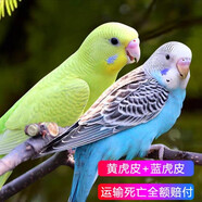 豪蚨虎皮鸚鵡說(shuō)話(huà)小鳥(niǎo)活物觀(guān)賞鳥(niǎo)寵物牡丹小太陽(yáng)親人玄風(fēng)鸚鵡豪蚨 黃+藍虎皮一對（一公一母）