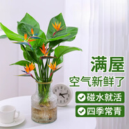 壹植水培天堂鳥(niǎo)盆栽花卉植物室內客廳綠植桌面鶴望蘭吸甲醛四季好養活 精品水培天堂鳥(niǎo)30-40厘米3棵 不含盆