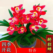 星雨香（XINGYUXIANG）超香 蘭花 室內(nèi)盆栽 花卉綠植 蘭草植物蘭花苗 醉貂蟬 3苗連體