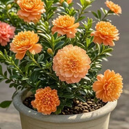 【新品】冬季種植耐寒濃香重瓣大花國風(fēng)雅韻青楊綠植花卉盆栽好養(yǎng) 新品促銷：橙色【重瓣濃香】四季常青+對版發(fā)貨 16年常青：精品中苗【原土】能開26朵+肥