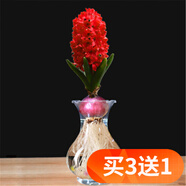 歐悟重瓣帶芽水仙花種球盆栽 百合花種球郁金香水養綠植花卉室內盆栽 紅色風(fēng)信子含盆套裝