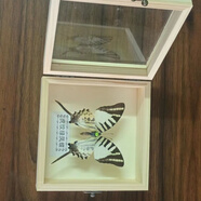 藝馨維尼海洋生物標(biāo)本擺臺真蝴蝶標(biāo)本昆蟲標(biāo)本生日禮物立體框架展示框畫框 【實木盒裝】虎紋綠鳳蝶 相框尺寸：12*5*12cm