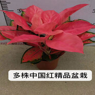 惜林園吉利中國紅盆栽室內(nèi)如意皇后花觀葉植物吉祥如意萬年紅萬年青系列 吉利紅+多株原盆 帶盆發(fā)貨