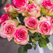 墨一灌木月季花苗特大花盆栽薔薇四季開花 夢露 40cm 源頭直發(fā)