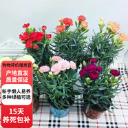 歐芽  康乃馨室內(nèi)客廳觀賞型濃香型花卉鮮花盆栽 2盆康乃馨【聯(lián)系客服備注顏色】 【白螺紋】