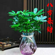 大型室內(nèi)客廳盆栽花卉八方來財鴨腳木綠植七葉蓮發(fā)財樹鴨掌木 八方來財送彩鉆瓶