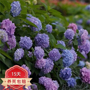 中夢(mèng)繡球花苗老樁大苗陽臺(tái)帶花庭院樹苗盆栽植物卉 無盡夏  不含盆