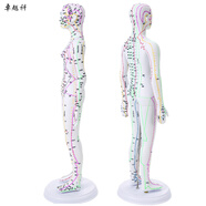 卓越科人體針灸模型經(jīng)絡(luò )穴位中醫全身十二經(jīng)絡(luò )銅人扎針練習小皮人數字定位穴位模特圖50厘米扎針白女