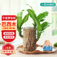 九月生巴西木水培植物幸運木桌面綠植盆栽辦公室室內水養小盆景