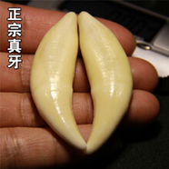 顧靜飛實物拍攝大獒牙原色牙真黑狗牙齒狼牙項鏈男女本命年吊墜飾品激光刻字 大號牙4.0-4.4cm黑繩