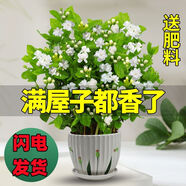 重瓣茉莉花盆栽濃香型南方四季開(kāi)花帶盆驅(qū)蚊綠植花卉室內(nèi)陽(yáng)臺(tái)庭院 茉莉4~5棵帶花苞發(fā)貨【送郁金香高檔陶瓷盆】