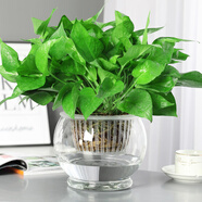 淺笑心柔水培植物盆栽室內(nèi)花卉綠籮辦公室綠植除水養(yǎng)水生 水培綠蘿/大號玻璃盆+定植籃 含盆