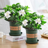 愛你一萬年梔子花盆栽花卉植物室內(nèi)綠植四季好養(yǎng)茉莉花源頭直發(fā)驅(qū)蚊組合包郵 加侖盆2盆裝【90#梔子花】