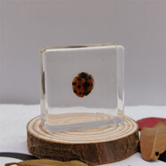 真實(shí)昆蟲(chóng)樹(shù)脂小動(dòng)物標本小孩禮物玩具擺件金龜子蝎子蜘蛛知了甲蟲(chóng) 瓢蟲(chóng) 3.8CM*3.8CM