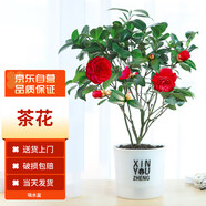 墨一茶花盆栽帶花苞四季茶花苗室內(nèi)外陽(yáng)臺(tái) 茶花透明吸水盆源頭直發(fā)