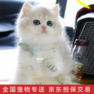 涴喵 純種寵物貓咪活體金銀漸層幼貓全程輔助養(yǎng)貓簽訂合同雙重保障 寵物級(jí) 藍(lán)金漸層